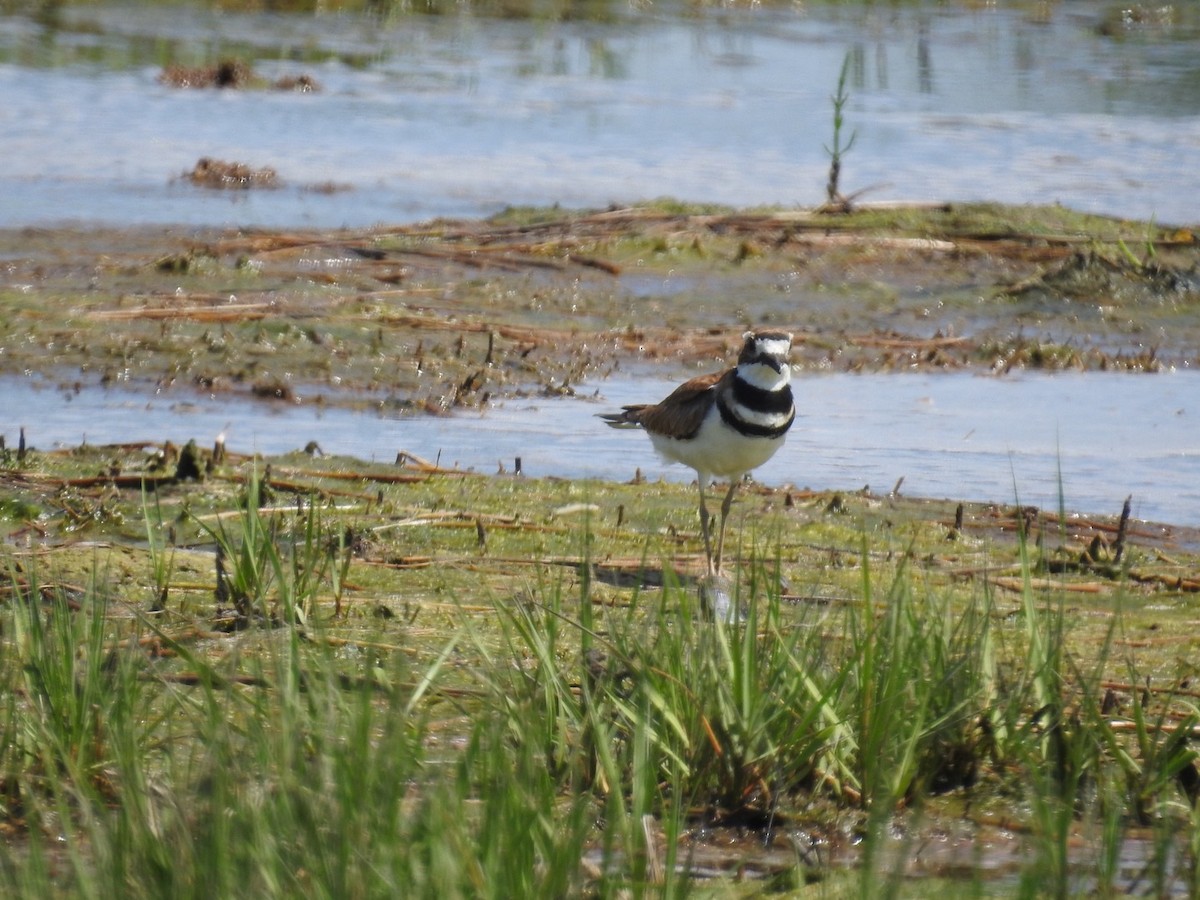 Крикливый зуёк - ML463439461