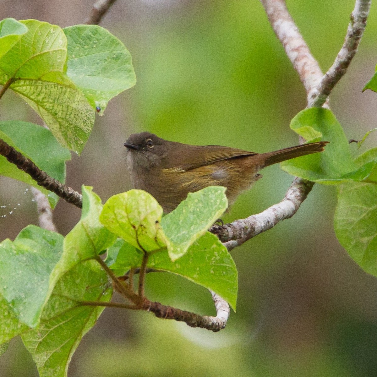 Bulbul gracile - ML463439981