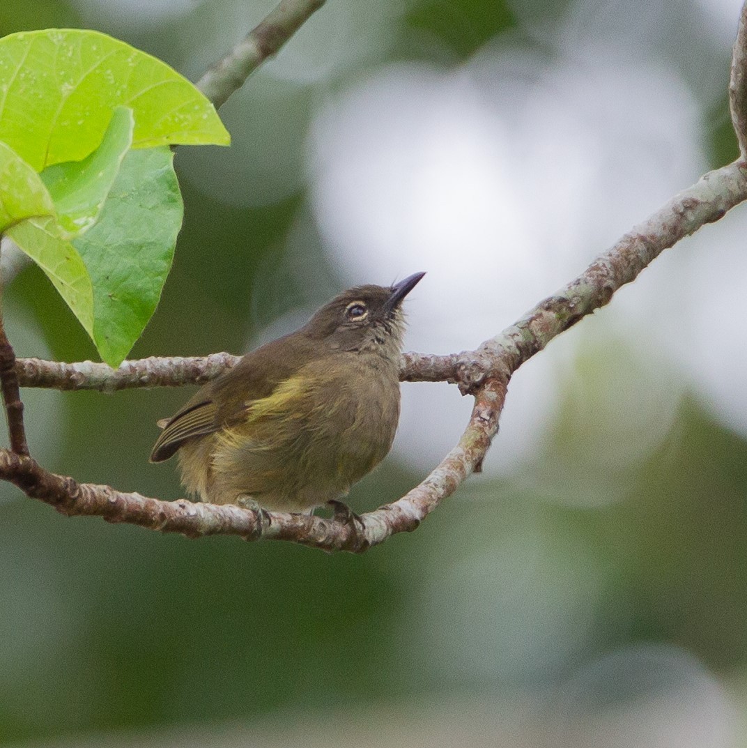 Bulbul Grácil - ML463440051