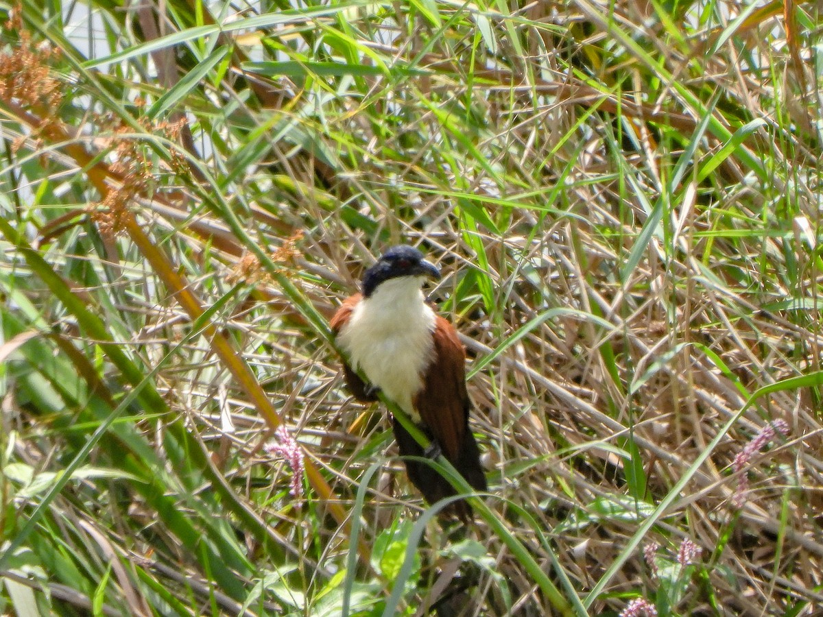 Senegal Coucal - ML463440091