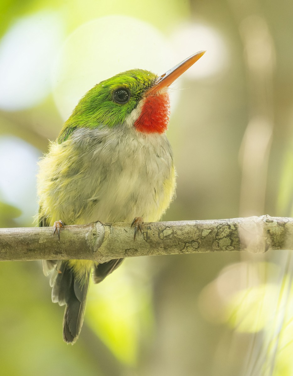 Puerto Rican Tody - Marky Mutchler