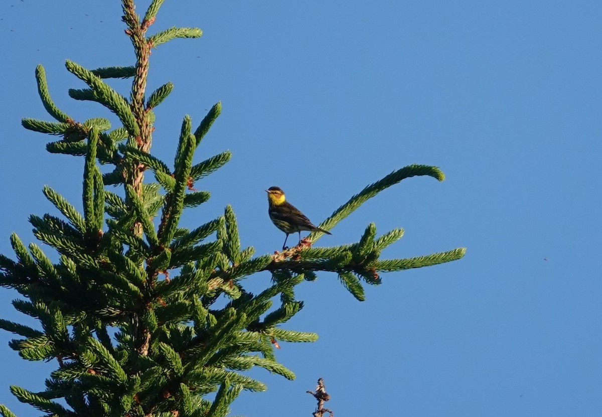 Tigerwaldsänger - ML463440401