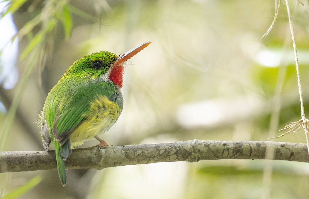 Puerto Rican Tody - Marky Mutchler