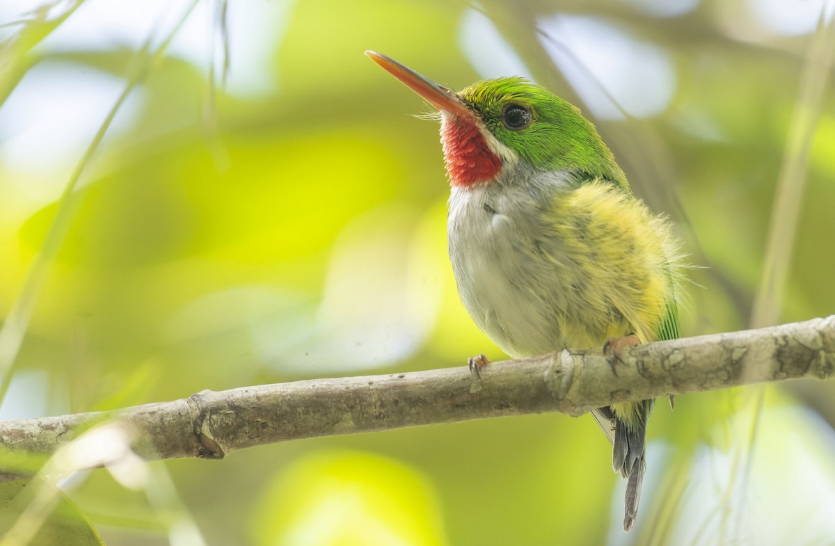 Puerto Rican Tody - Marky Mutchler