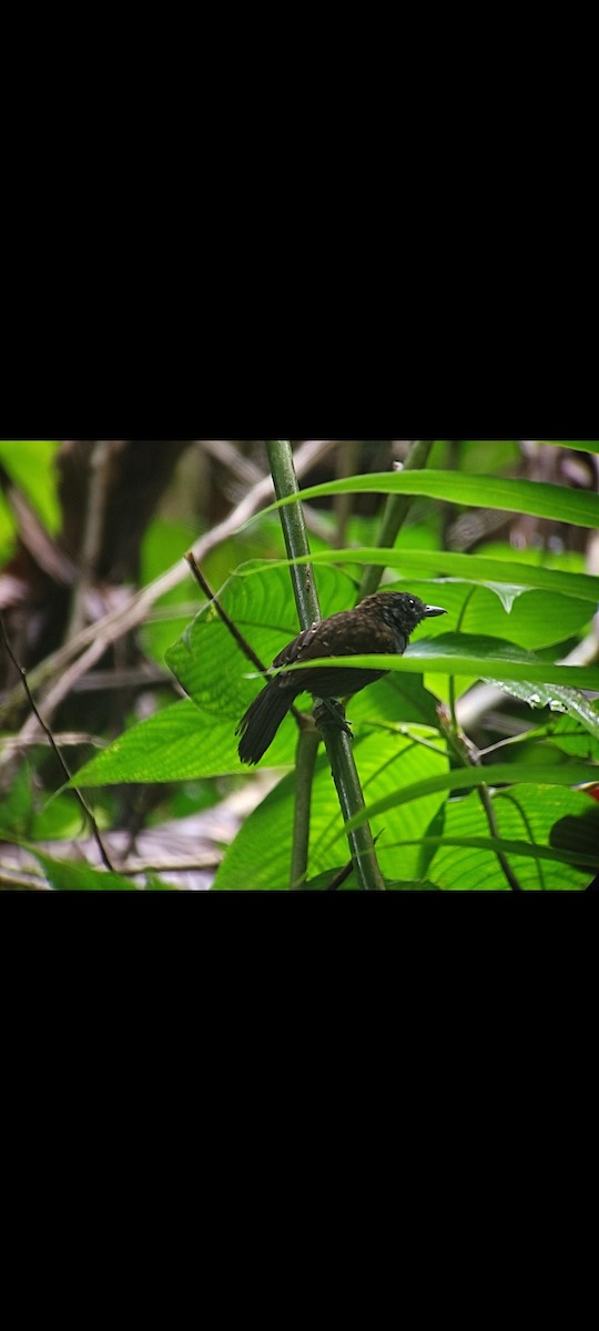 Spiny-faced Antshrike - ML463442021