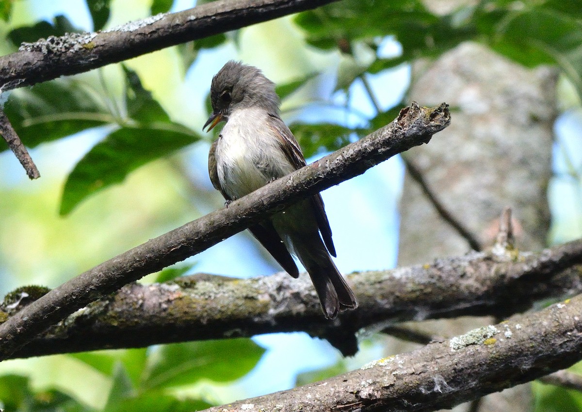 Eastern Wood-Pewee - ML463442571