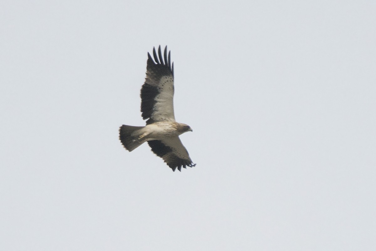 Booted Eagle - ML463442581