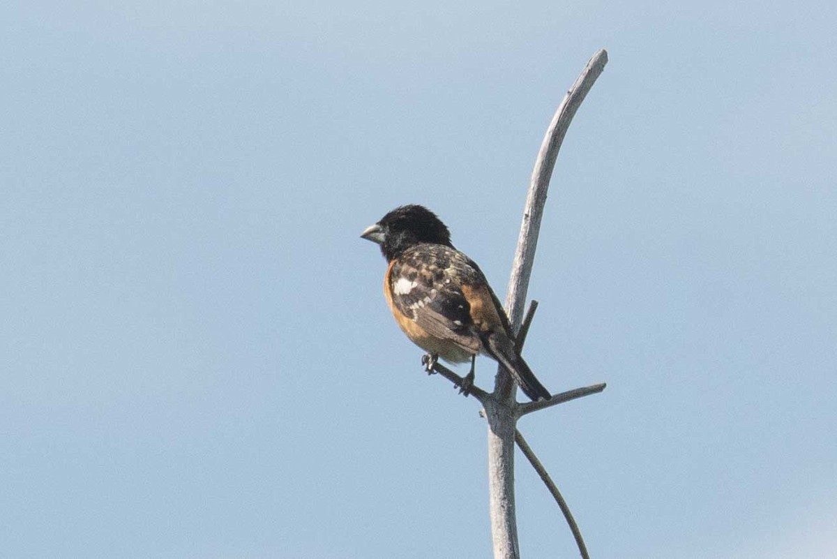 Black-headed Grosbeak - ML463443131