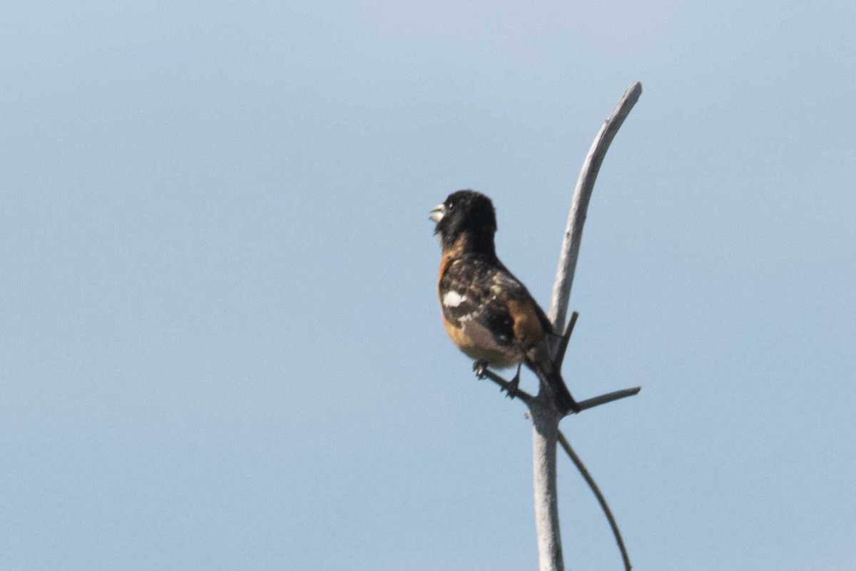 Black-headed Grosbeak - ML463443161