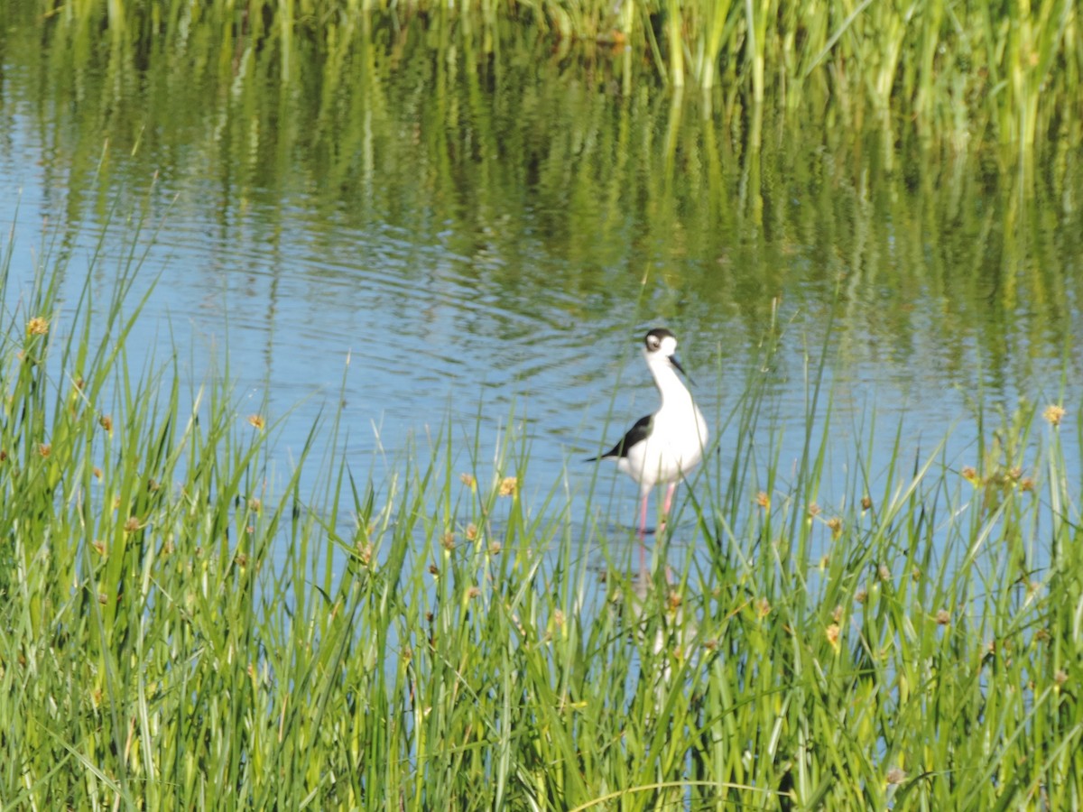 Black-necked Stilt - ML463445371