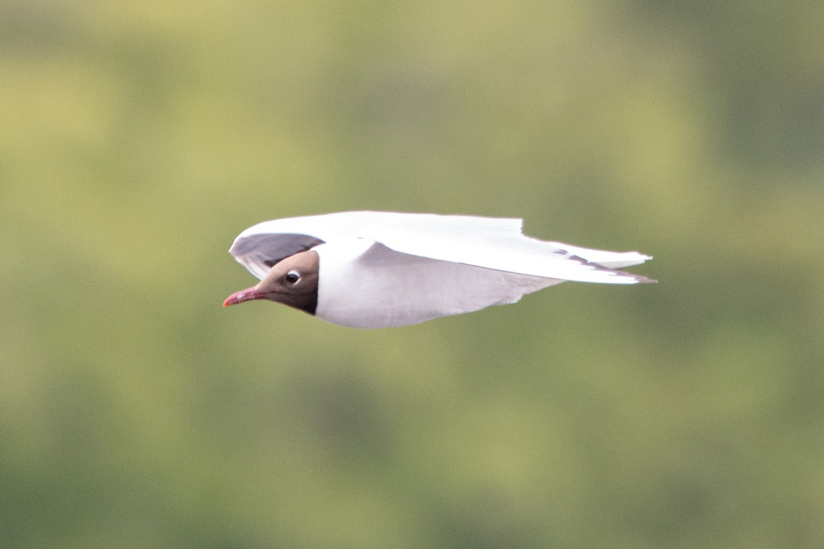 Black-headed Gull - ML463445451