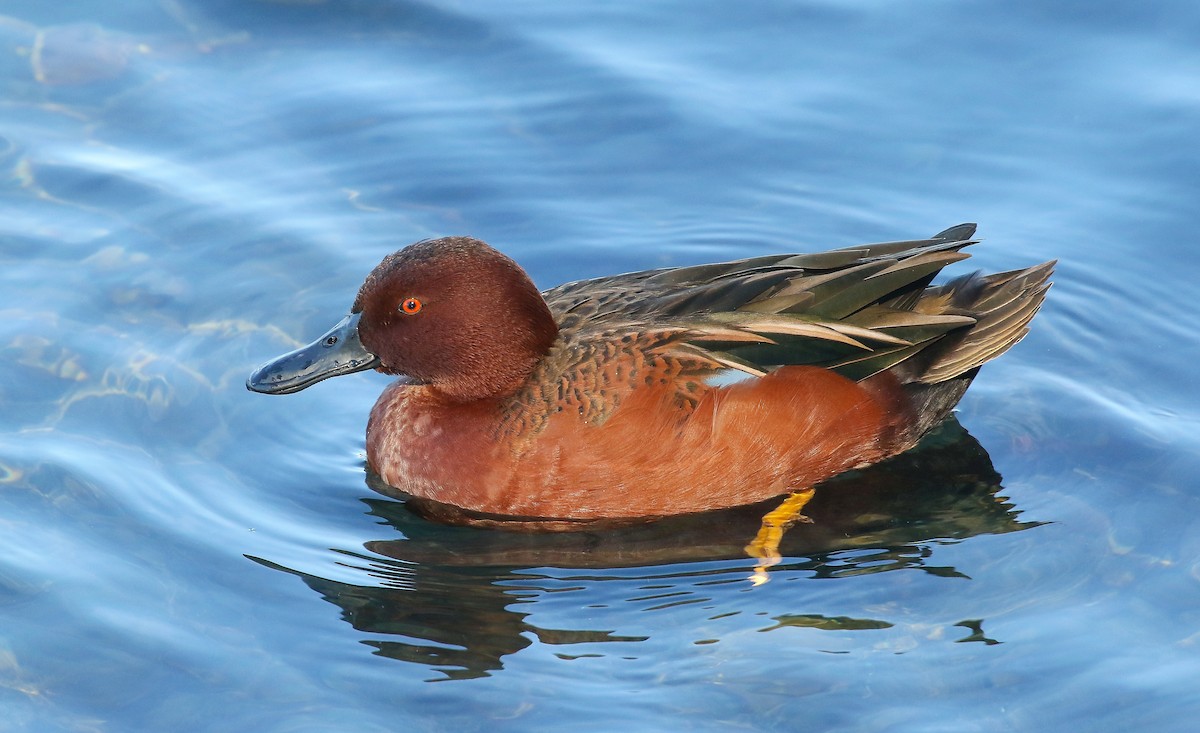 Cinnamon Teal - ML463445561