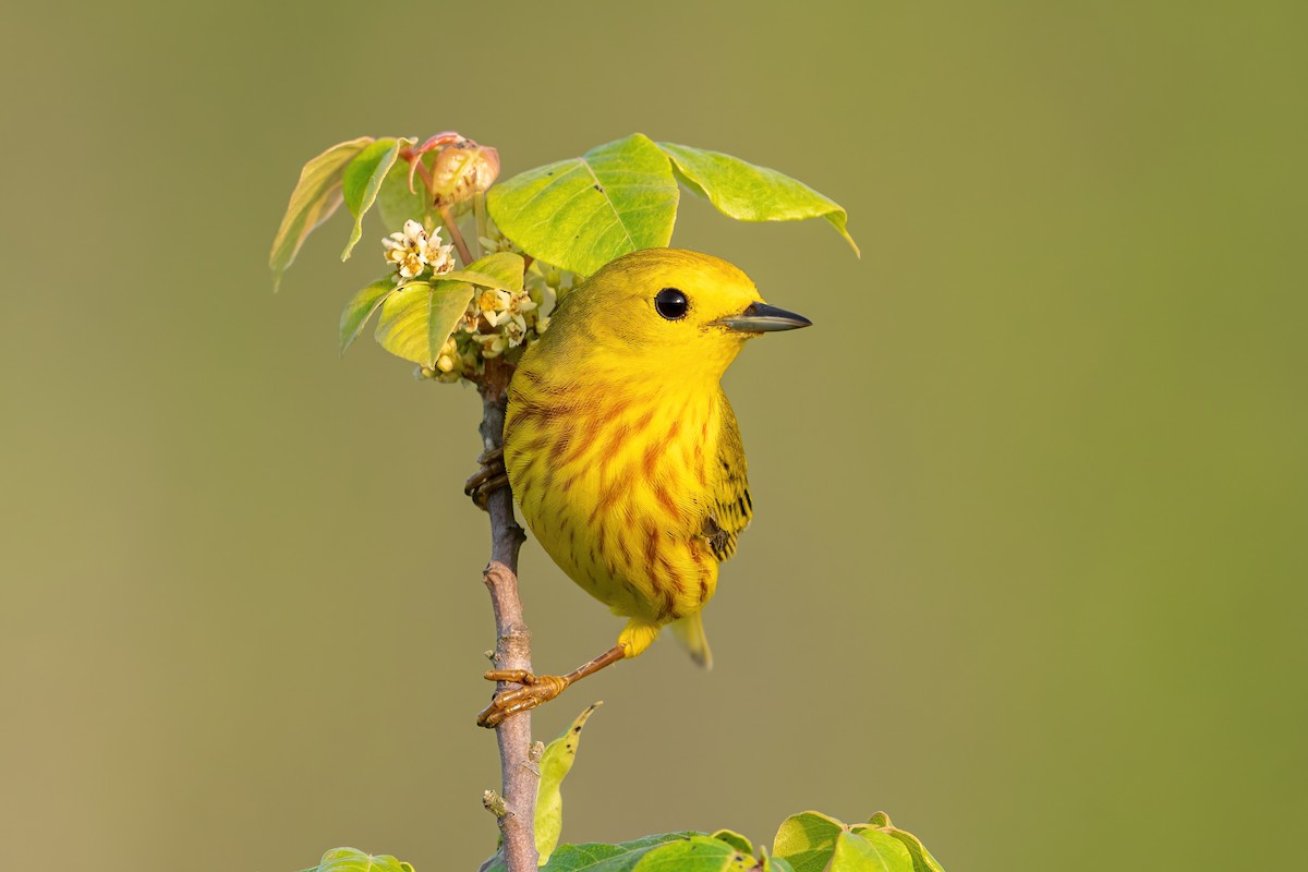 Yellow Warbler - ML463445711