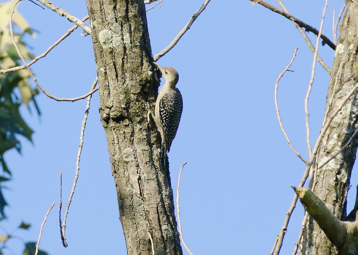 Red-bellied Woodpecker - ML463446271