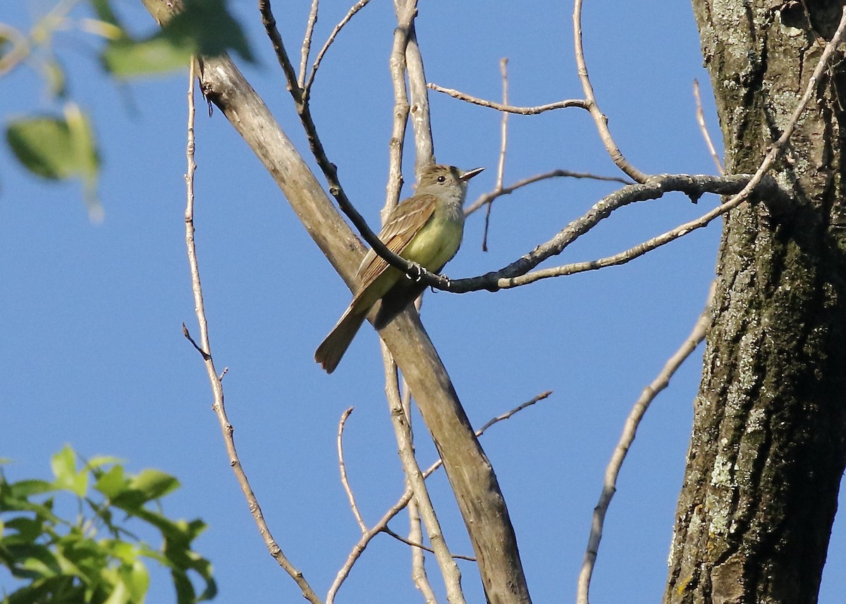 Great Crested Flycatcher - ML463446281