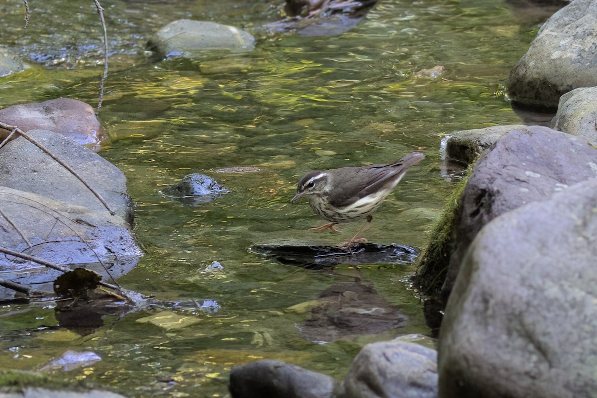 Louisiana Waterthrush - ML463446401