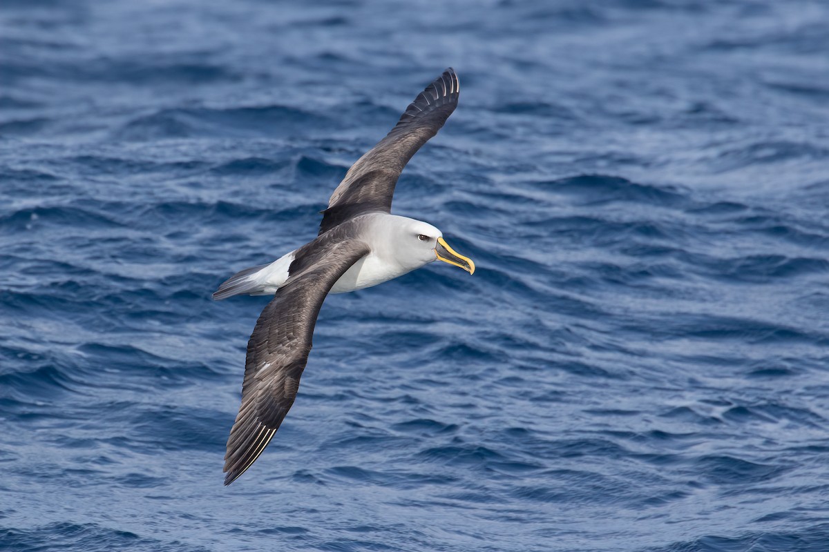 Buller's Albatross - ML463448361