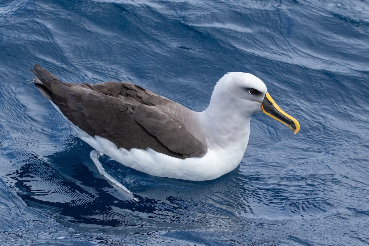 Buller's Albatross - ML463448401