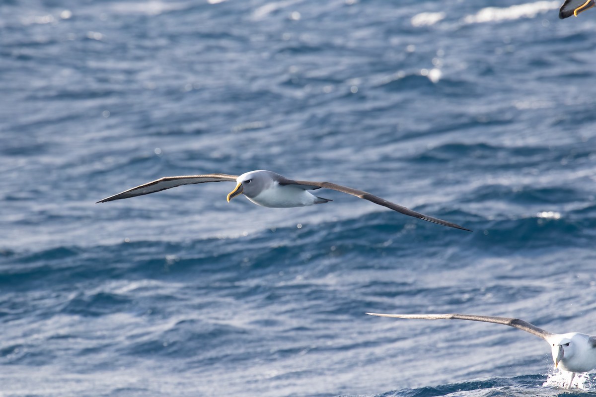 Buller's Albatross - Louis Backstrom