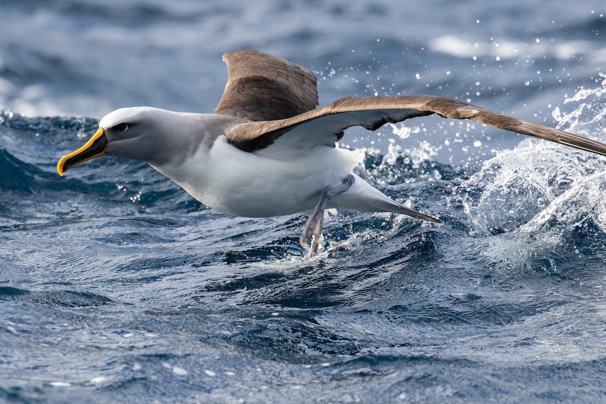 Buller's Albatross - ML463448431