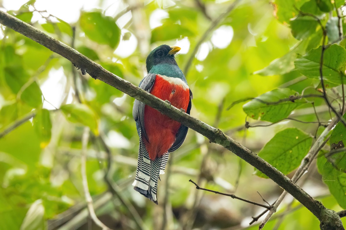 Trogon rosalba - ML463448541