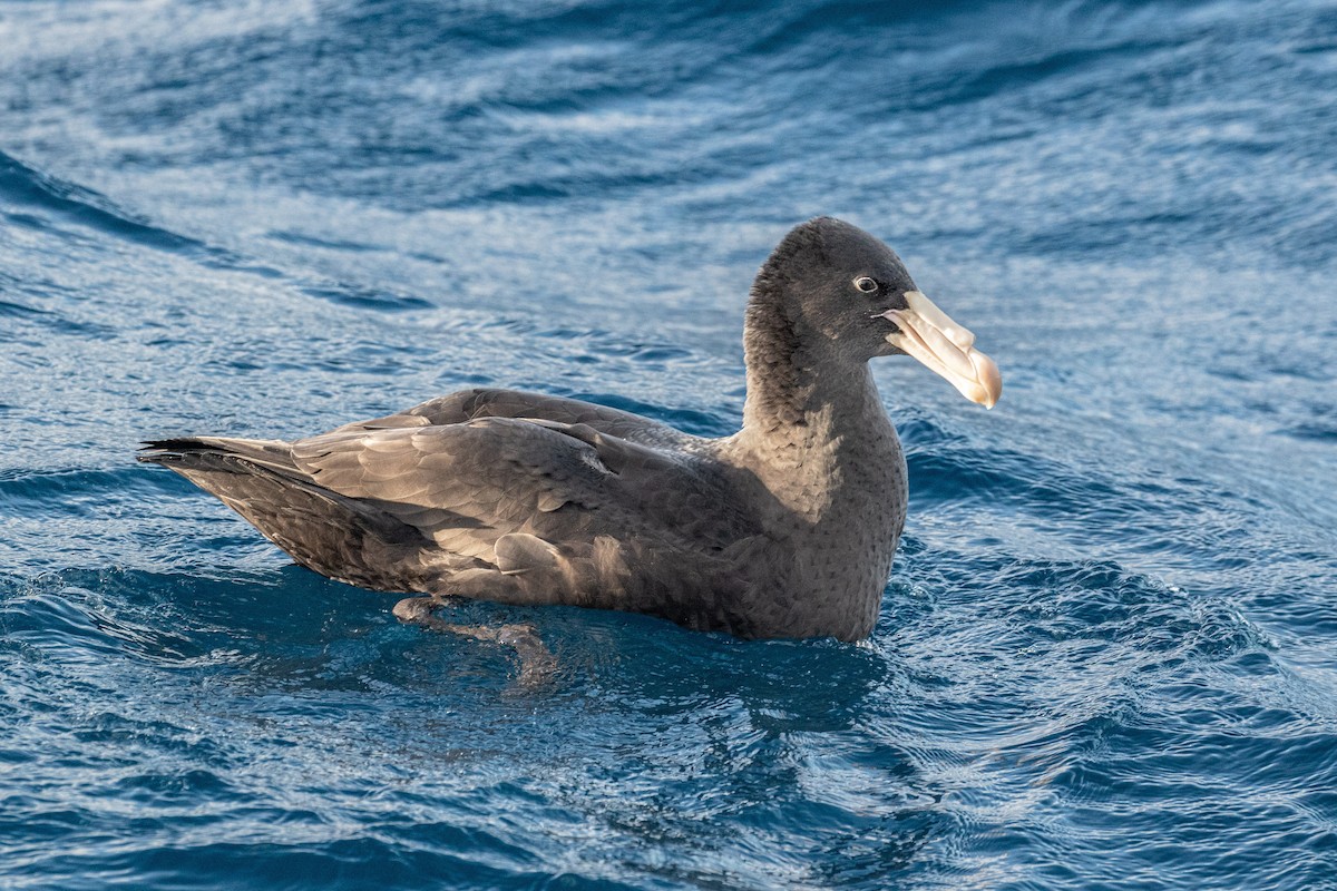 Northern Giant-Petrel - ML463449911