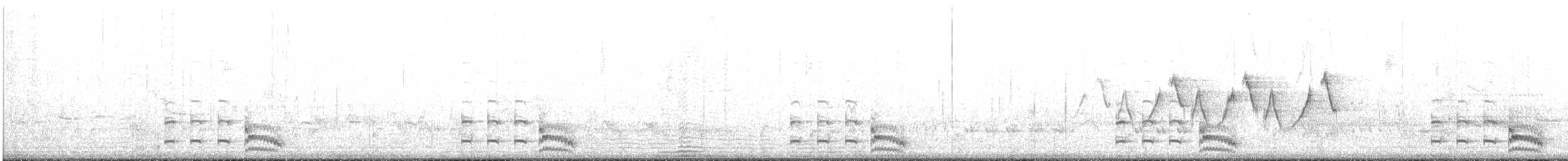 Schieferralle (jamaicensis/coturniculus) - ML46345171