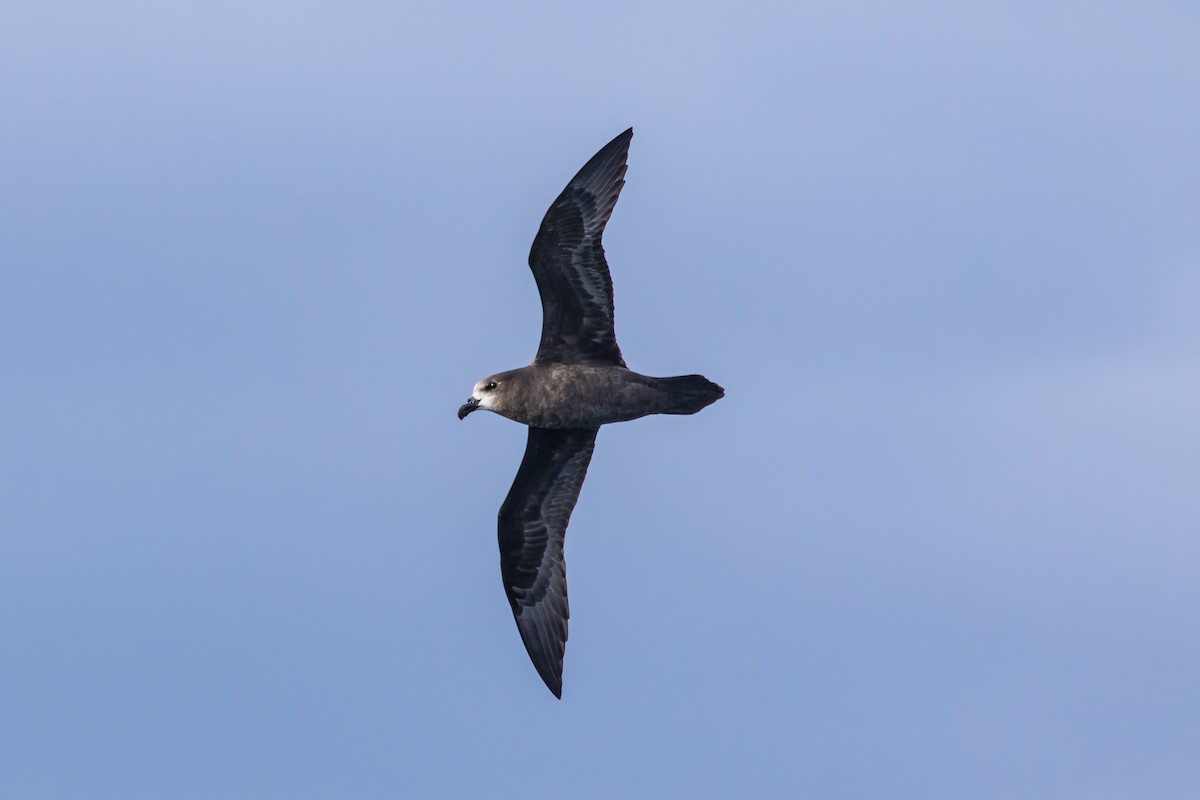 Gray-faced Petrel - Louis Backstrom