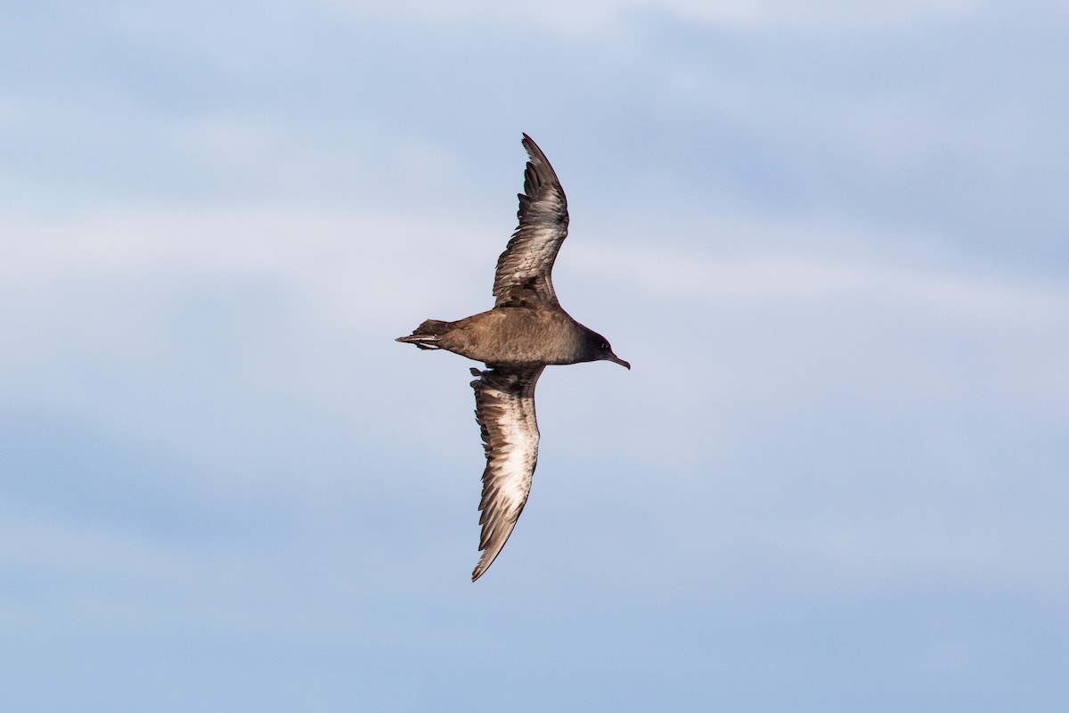 Sooty Shearwater - ML463452051