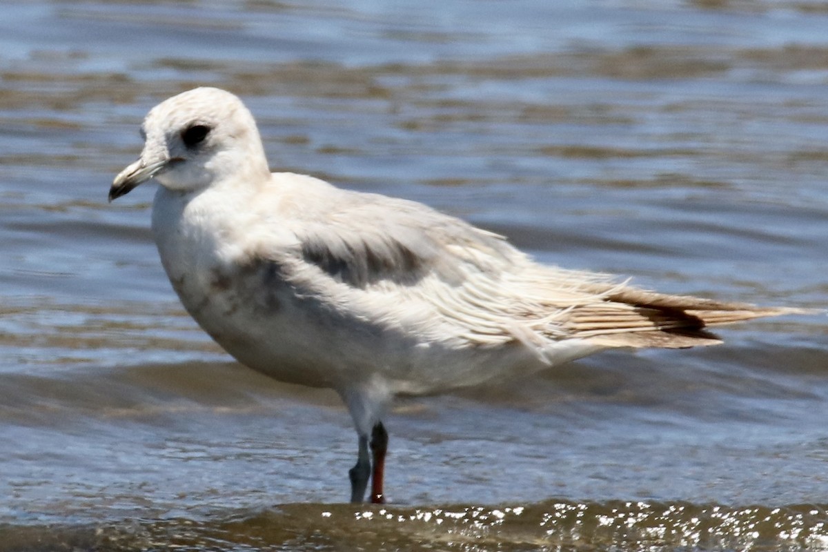 Short-billed Gull - ML463452151