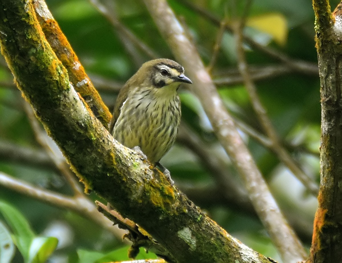 Negros Striped-Babbler - ML463452781