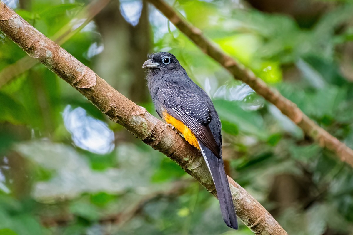 White-tailed Trogon - Richard Pockat