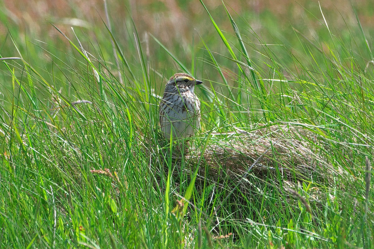 Savannah Sparrow - ML463454471