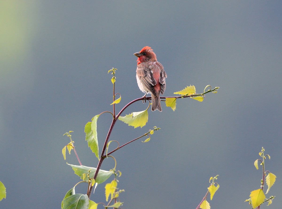 Common Rosefinch - ML463455491