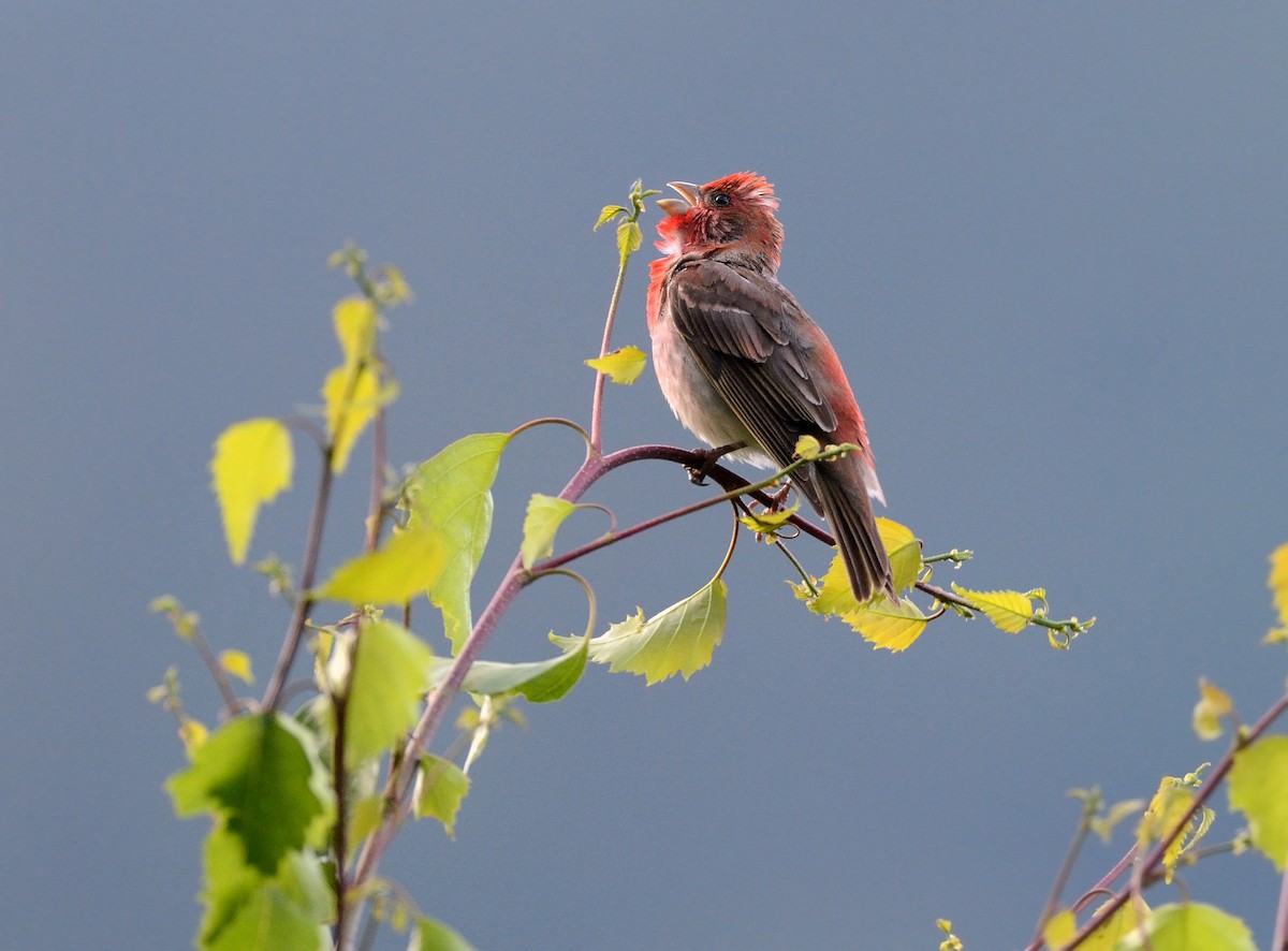 Common Rosefinch - Pavel Štěpánek