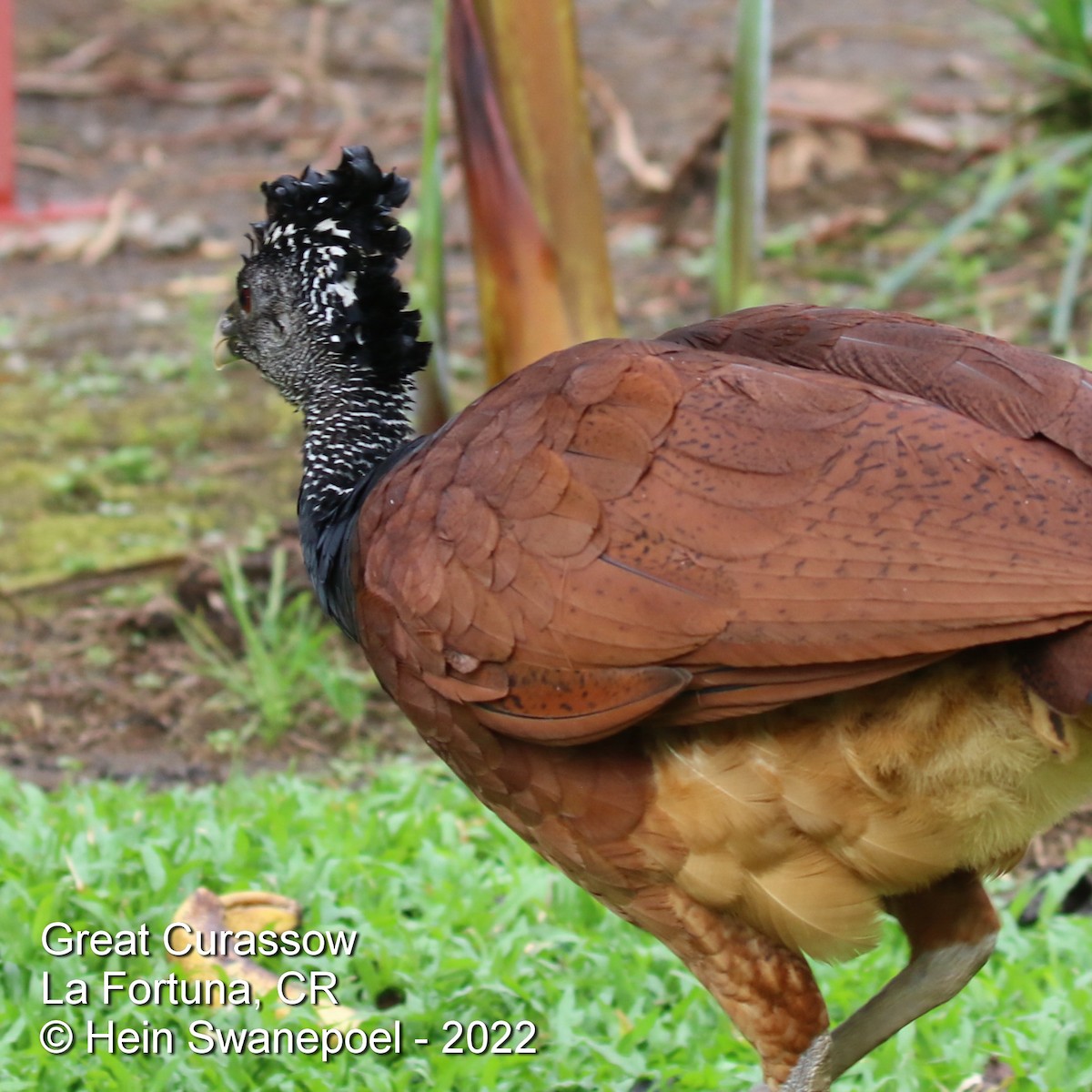 Great Curassow - Hendrik Swanepoel