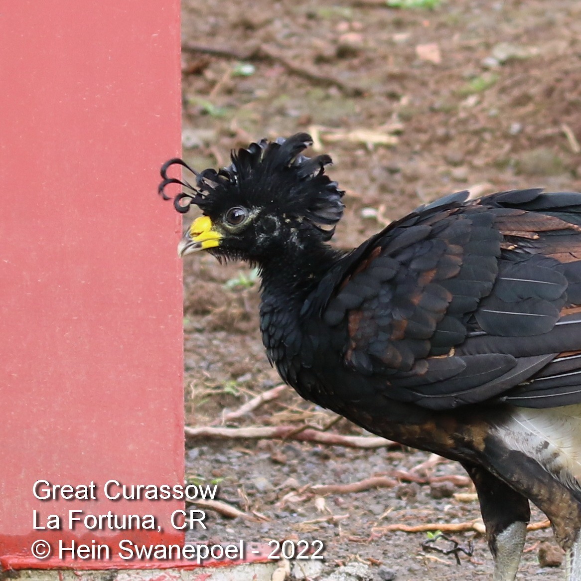 Great Curassow - ML463456411