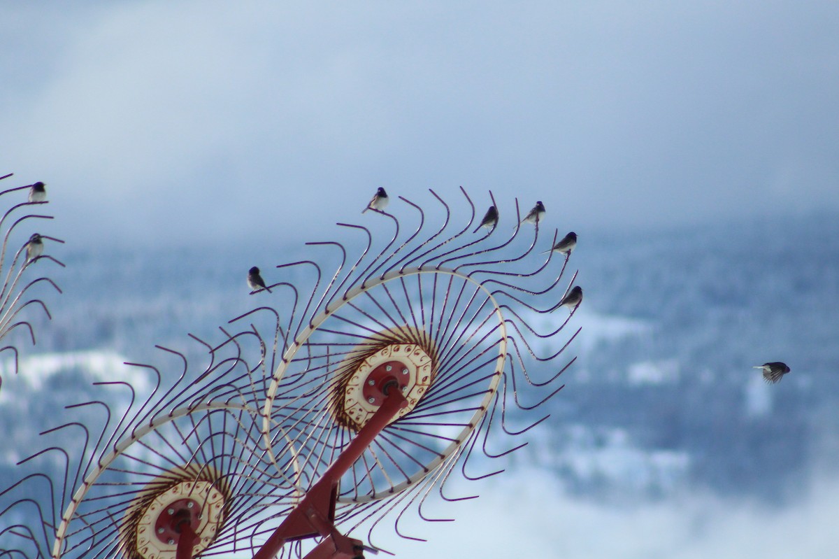 Dark-eyed Junco - ML46345651