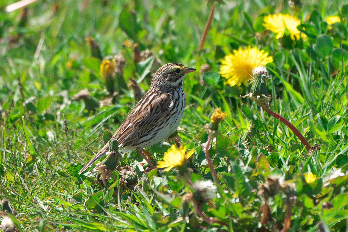 Savannah Sparrow - Paul Tavares