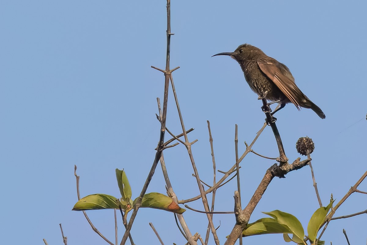 Scarlet-chested Sunbird - ML463459711