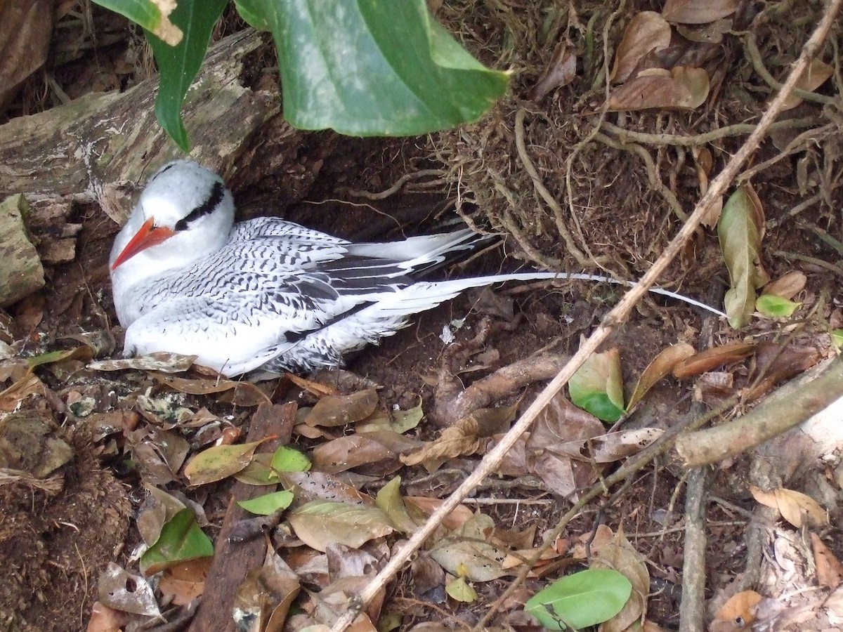 Red-billed Tropicbird - ML463460401