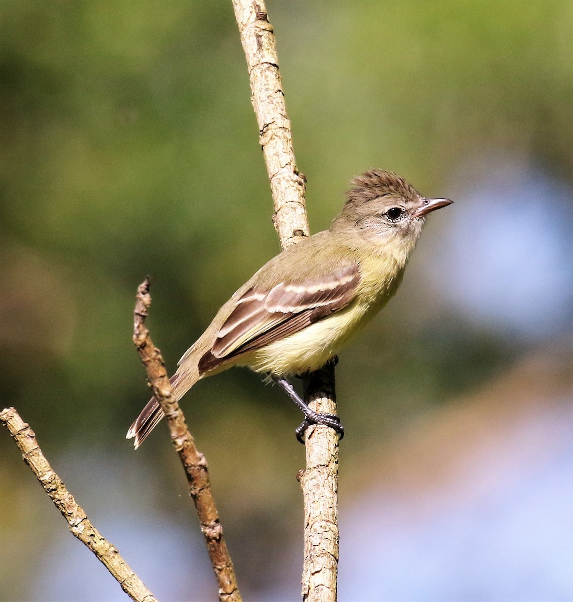 Southern Beardless-Tyrannulet - ML46346381