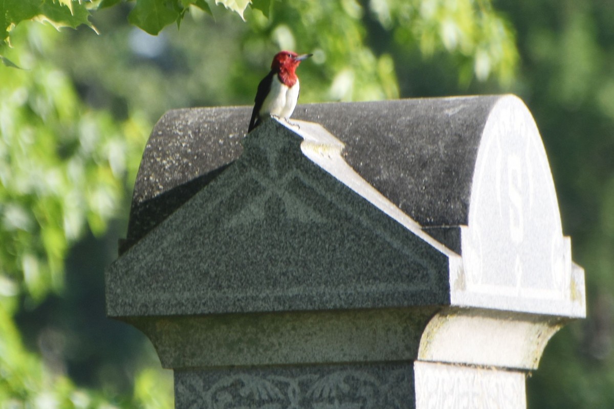 Red-headed Woodpecker - ML463464371