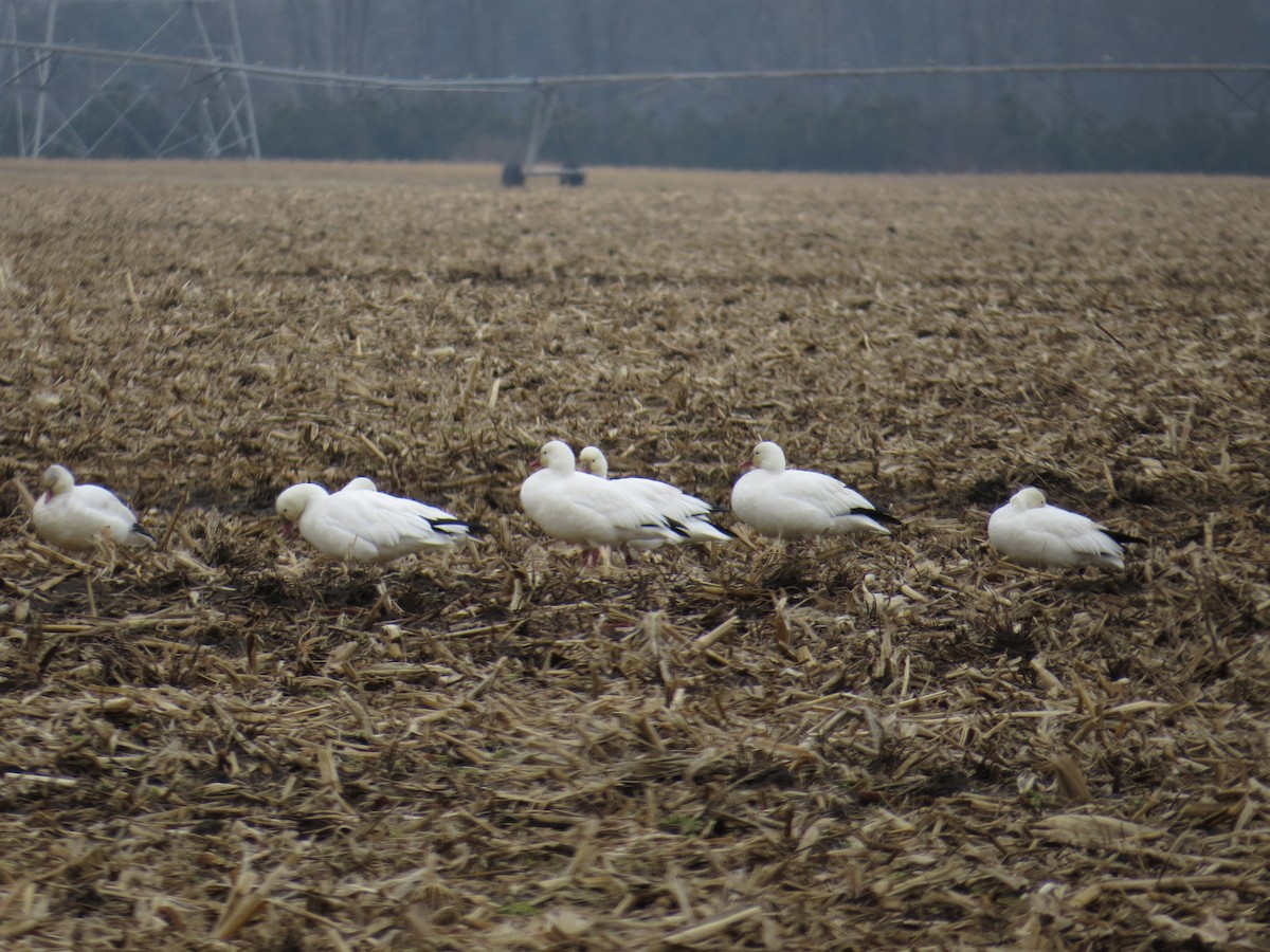 Ross's Goose - Emily Tornga