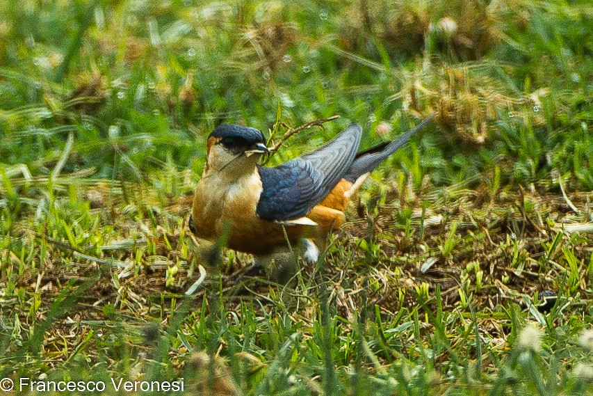 アフリカコシアカツバメ - ML463464411