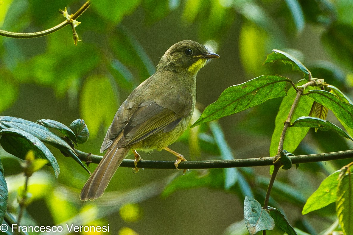 Yellow-whiskered Greenbul - ML463464441