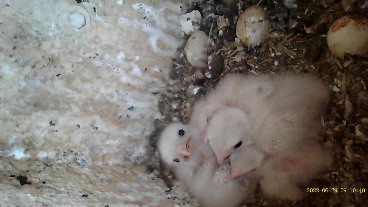 בז אמריקני - ML463464741