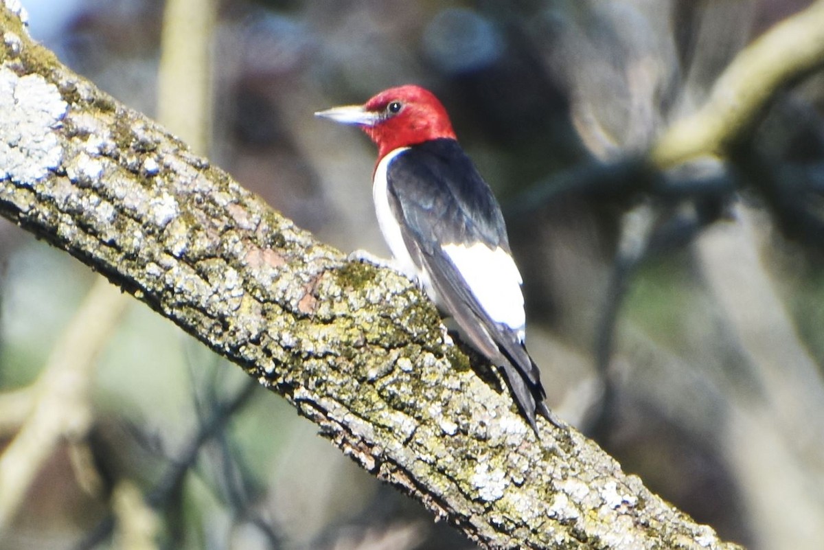 Red-headed Woodpecker - ML463465051