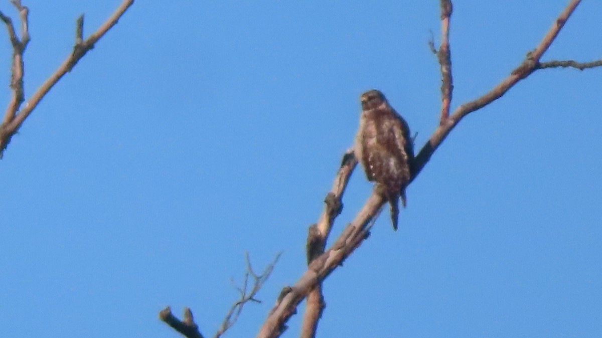 Red-shouldered Hawk - ML463465441