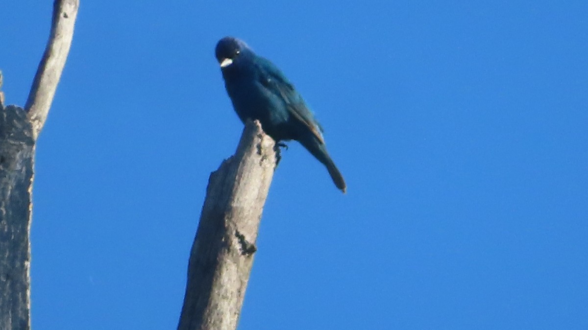 Indigo Bunting - ML463465591